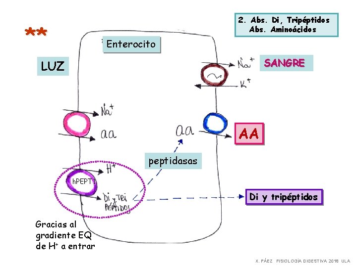 2. Abs. Di, Tripéptidos Abs. Aminoácidos ** Enterocito SANGRE LUZ AA peptidasas h. PEPT