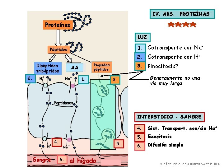 IV. ABS. PROTEÍNAS Proteínas LUZ 1. Cotransporte con Na+ Péptidos Dipéptidos tripéptidos Pequeños péptidos