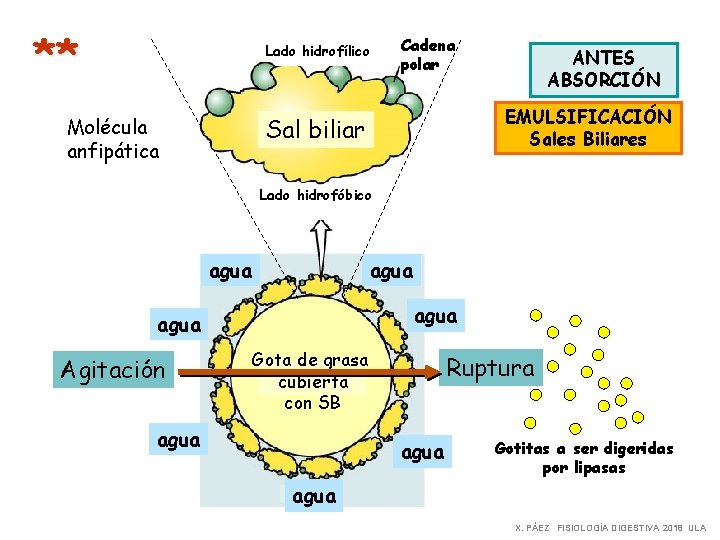 ** Lado hidrofílico Cadena polar EMULSIFICACIÓN Sales Biliares Sal biliar Molécula anfipática ANTES ABSORCIÓN