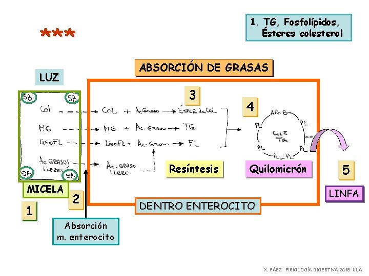 1. TG, Fosfolípidos, Ésteres colesterol *** ABSORCIÓN DE GRASAS LUZ 3 Resíntesis MICELA 1