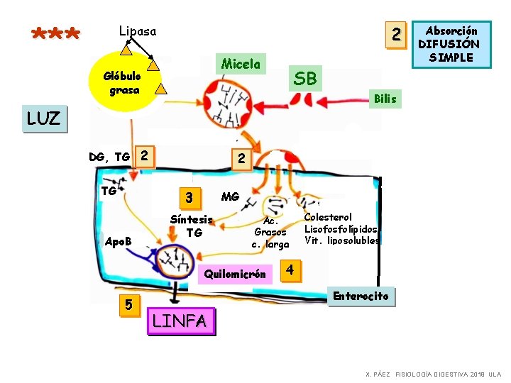 *** Lipasa 2 Micela Glóbulo grasa SB Bilis LUZ DG, TG 2 3 Apo.