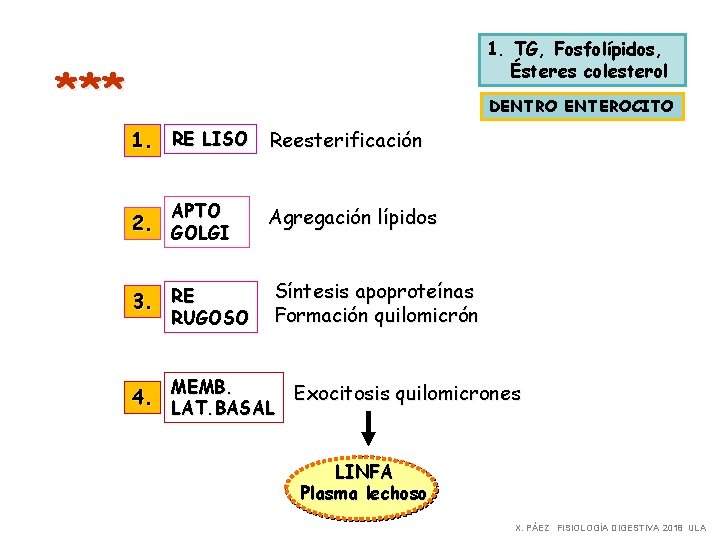 1. TG, Fosfolípidos, Ésteres colesterol *** DENTRO ENTEROCITO 1. RE LISO APTO Reesterificación 2. 1. TG, Fosfolípidos, Ésteres colesterol *** DENTRO ENTEROCITO 1. RE LISO APTO Reesterificación 2.