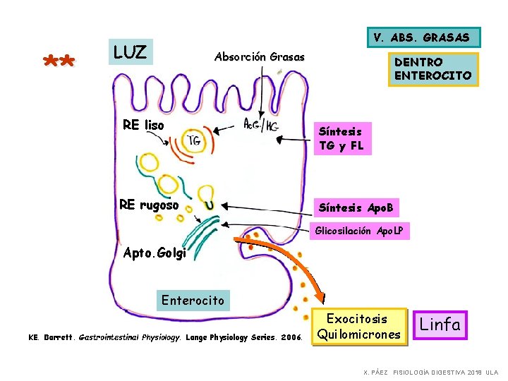 ** V. ABS. GRASAS LUZ Absorción Grasas RE liso RE rugoso DENTRO ENTEROCITO Síntesis