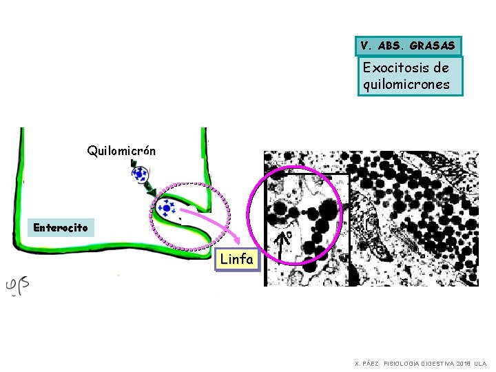 V. ABS. GRASAS Exocitosis de quilomicrones Quilomicrón Enterocito Linfa X. PÁEZ FISIOLOGÍA DIGESTIVA 2018