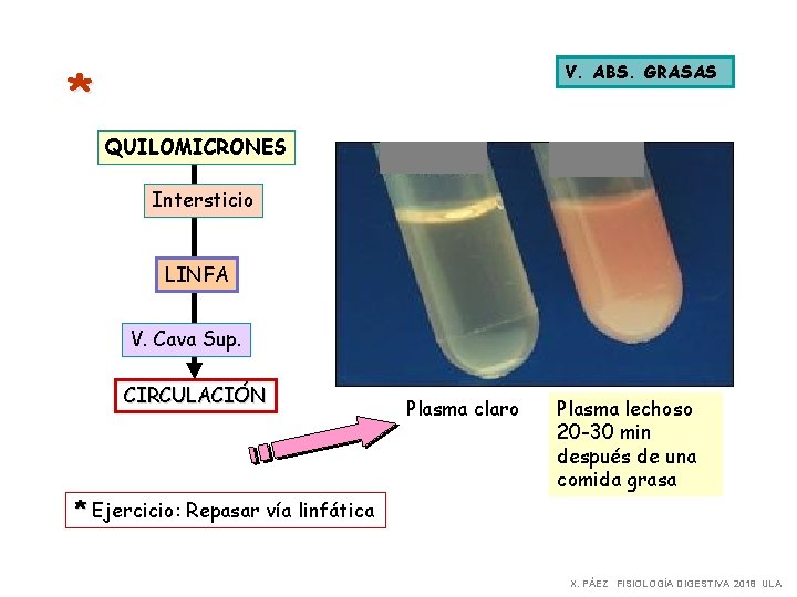 * V. ABS. GRASAS QUILOMICRONES Intersticio LINFA V. Cava Sup. CIRCULACIÓN Plasma claro Plasma * V. ABS. GRASAS QUILOMICRONES Intersticio LINFA V. Cava Sup. CIRCULACIÓN Plasma claro Plasma