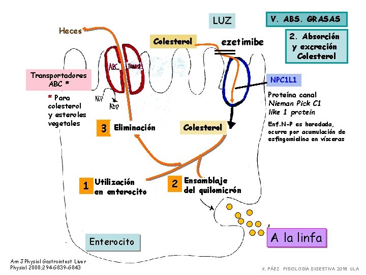 V. ABS. GRASAS LUZ Heces Colesterol ezetimibe Transportadores ABC * NPC 1 L 1 V. ABS. GRASAS LUZ Heces Colesterol ezetimibe Transportadores ABC * NPC 1 L 1