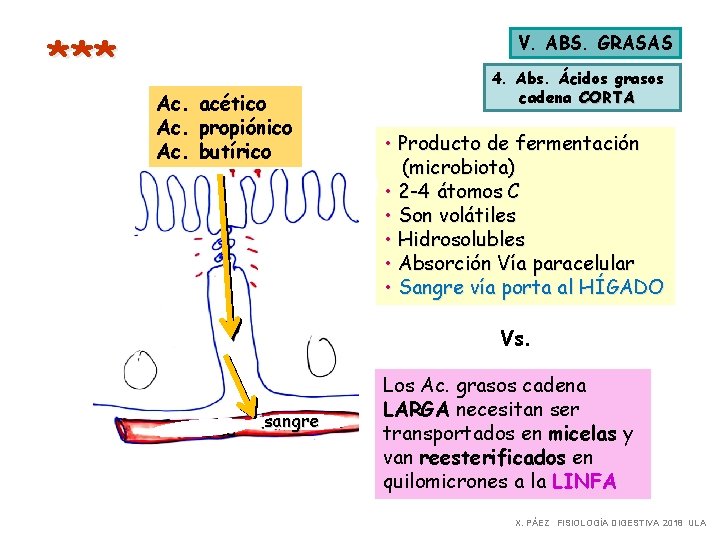 *** V. ABS. GRASAS Ac. acético Ac. propiónico Ac. butírico 4. Abs. Ácidos grasos *** V. ABS. GRASAS Ac. acético Ac. propiónico Ac. butírico 4. Abs. Ácidos grasos