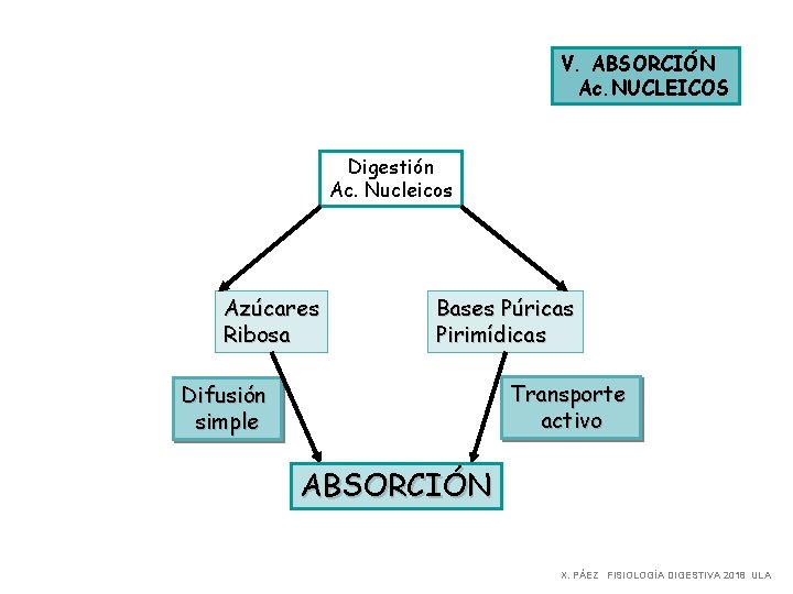 V. ABSORCIÓN Ac. NUCLEICOS Digestión Ac. Nucleicos Azúcares Ribosa Bases Púricas Pirimídicas Transporte activo