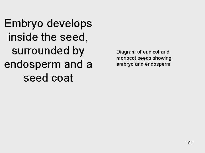 Embryo develops inside the seed, surrounded by endosperm and a seed coat Diagram of