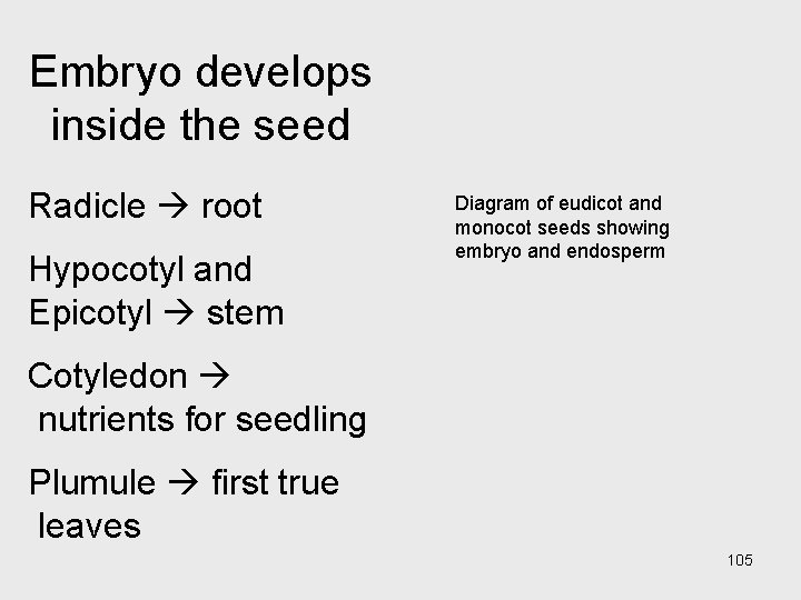 Embryo develops inside the seed Radicle root Hypocotyl and Epicotyl stem Diagram of eudicot