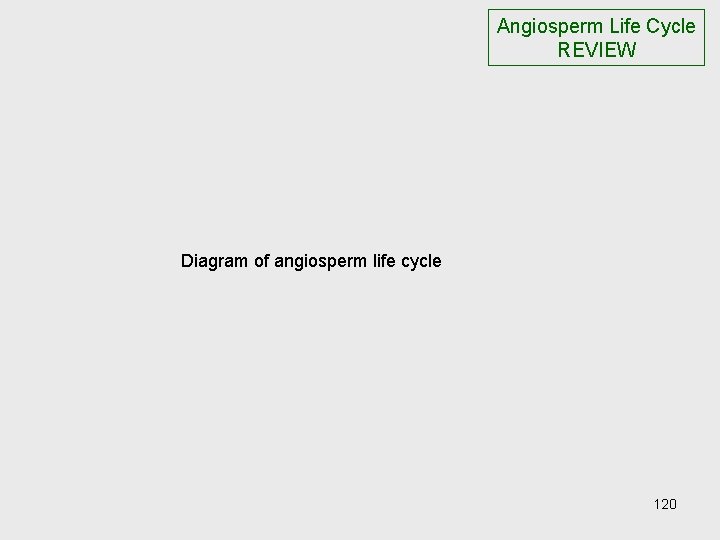 Angiosperm Life Cycle REVIEW Diagram of angiosperm life cycle 120 