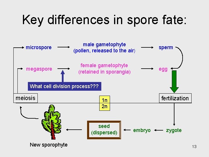 Key differences in spore fate: microspore male gametophyte (pollen, released to the air) megaspore