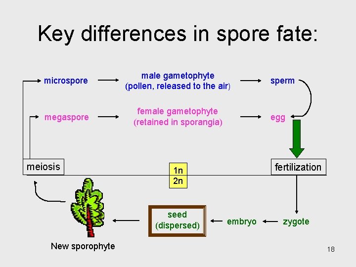 Key differences in spore fate: microspore male gametophyte (pollen, released to the air) megaspore