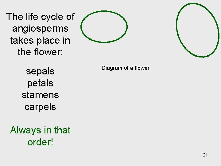 The life cycle of angiosperms takes place in the flower: sepals petals stamens carpels