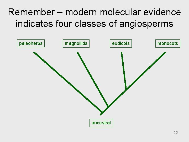 Remember – modern molecular evidence indicates four classes of angiosperms paleoherbs magnoliids eudicots monocots