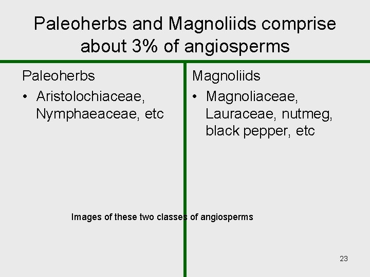 Paleoherbs and Magnoliids comprise about 3% of angiosperms Paleoherbs • Aristolochiaceae, Nymphaeaceae, etc Magnoliids