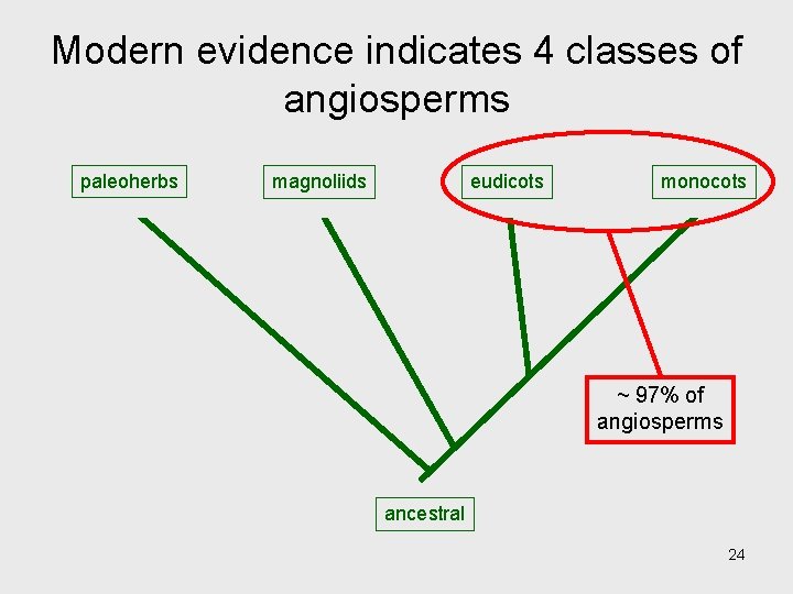 Modern evidence indicates 4 classes of angiosperms paleoherbs magnoliids eudicots monocots ~ 97% of