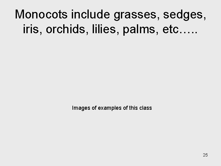 Monocots include grasses, sedges, iris, orchids, lilies, palms, etc…. . Images of examples of