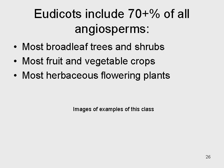 Eudicots include 70+% of all angiosperms: • Most broadleaf trees and shrubs • Most