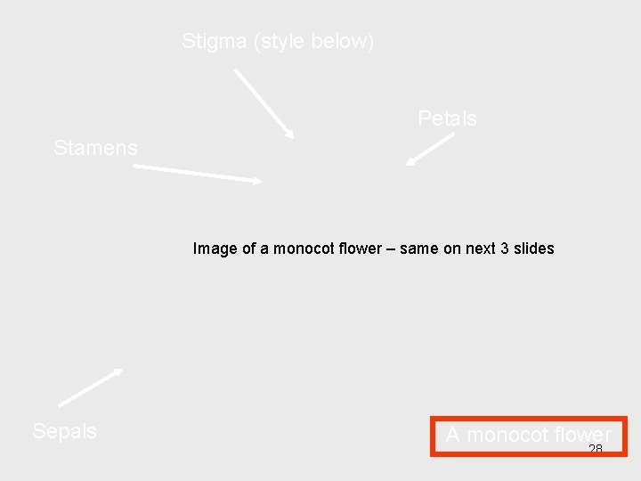 Stigma (style below) Petals Stamens Image of a monocot flower – same on next