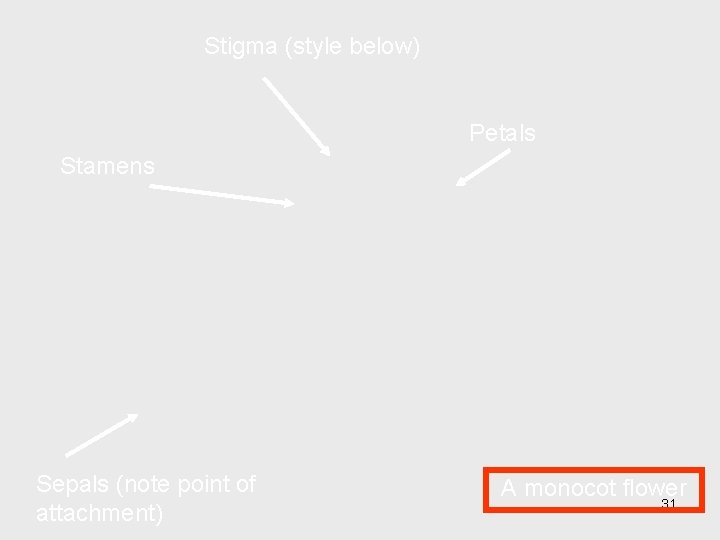 Stigma (style below) Petals Stamens Sepals (note point of attachment) A monocot flower 31