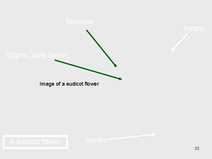 Stamens Petals Stigma (style below) Image of a eudicot flower A eudicot flower Sepals
