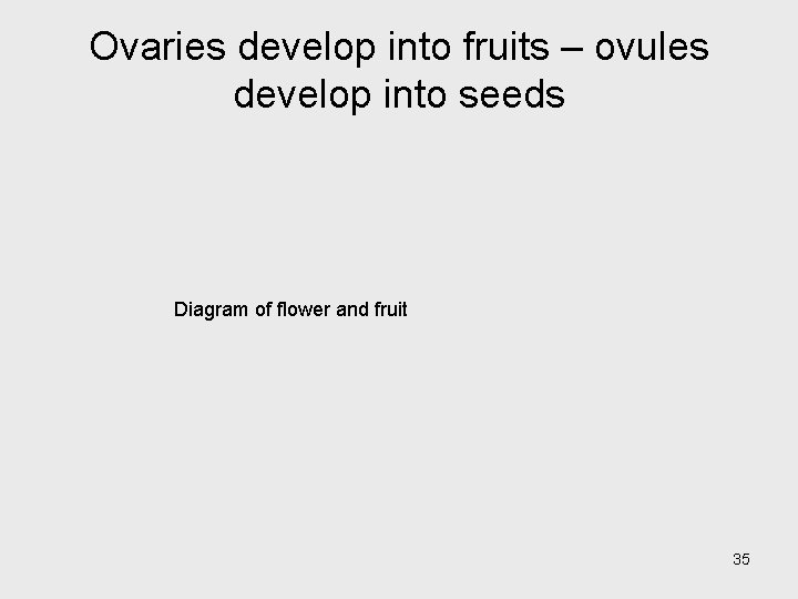 Ovaries develop into fruits – ovules develop into seeds Diagram of flower and fruit