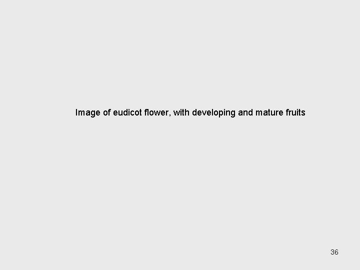 Image of eudicot flower, with developing and mature fruits 36 
