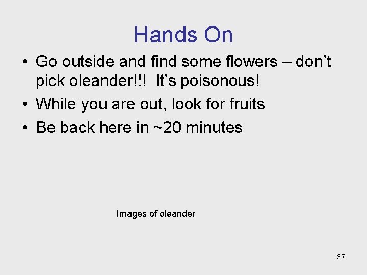 Hands On • Go outside and find some flowers – don’t pick oleander!!! It’s