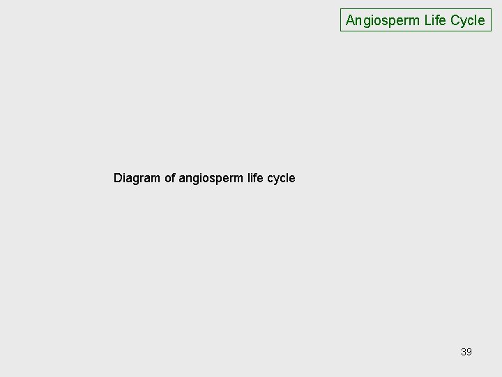 Angiosperm Life Cycle Diagram of angiosperm life cycle 39 