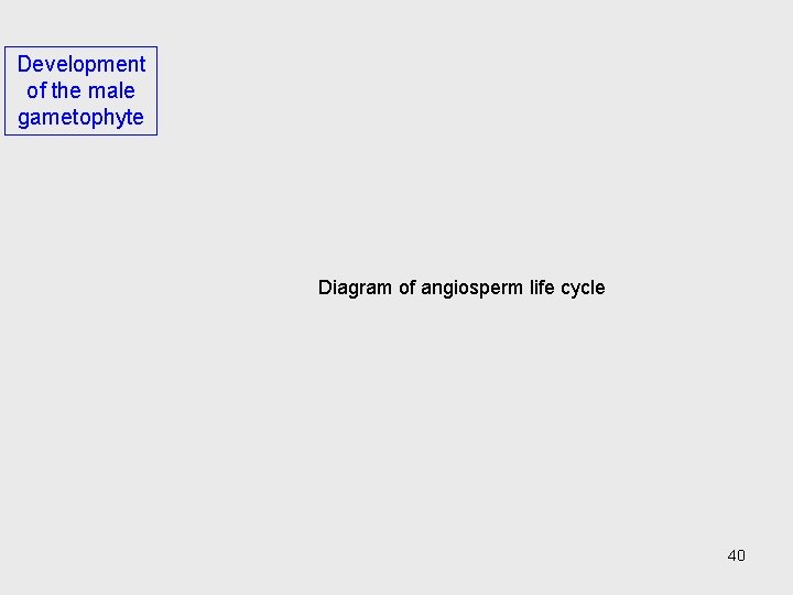 Development of the male gametophyte Diagram of angiosperm life cycle 40 