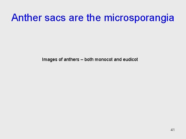 Anther sacs are the microsporangia Images of anthers – both monocot and eudicot 41