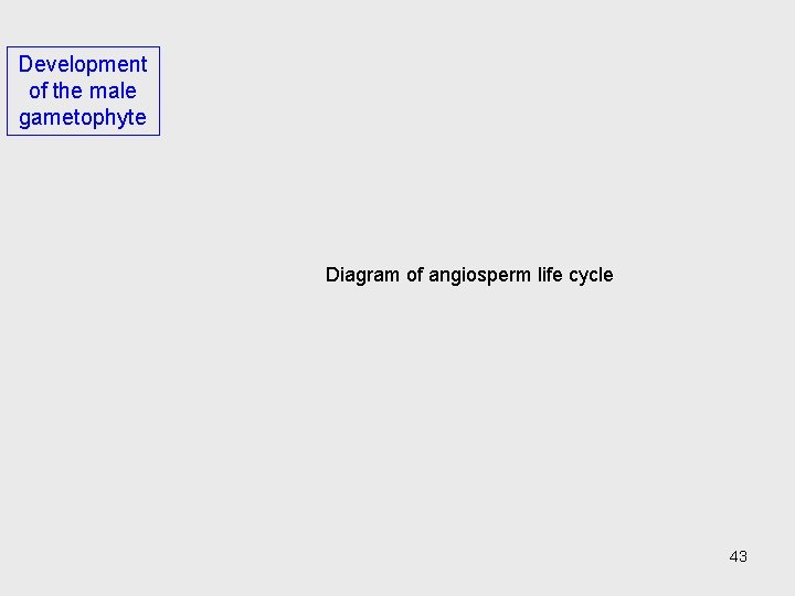 Development of the male gametophyte Diagram of angiosperm life cycle 43 
