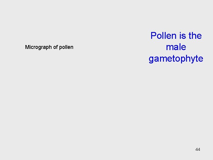 Micrograph of pollen Pollen is the male gametophyte 44 