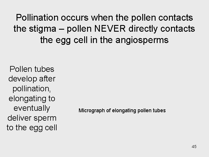 Pollination occurs when the pollen contacts the stigma – pollen NEVER directly contacts the