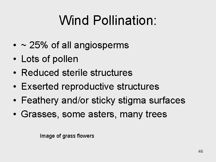 Wind Pollination: • • • ~ 25% of all angiosperms Lots of pollen Reduced