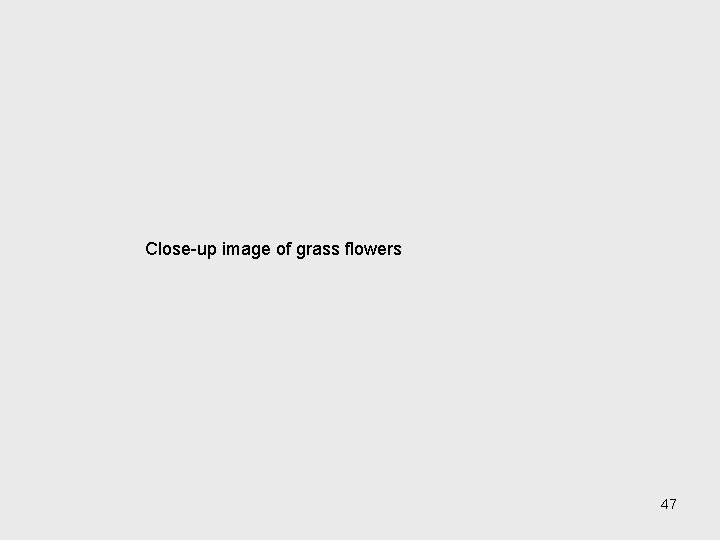 Close-up image of grass flowers 47 