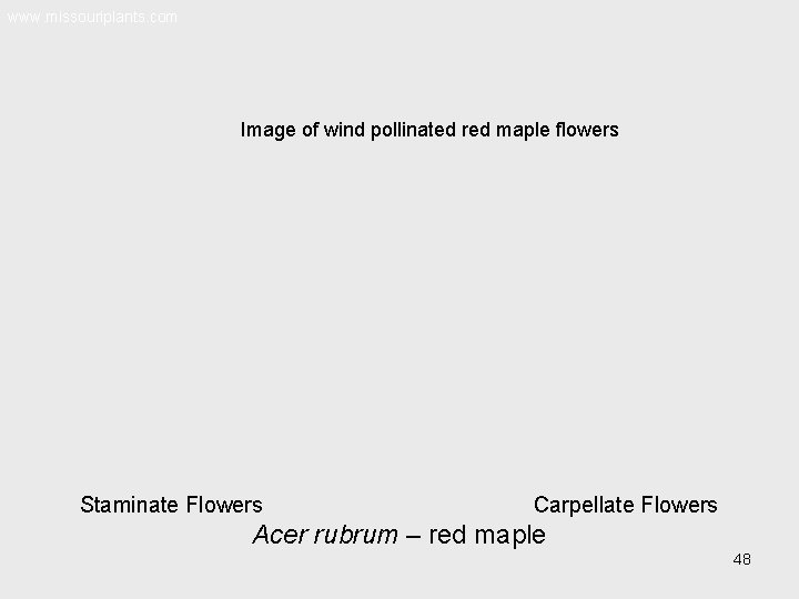 www. missouriplants. com Image of wind pollinated red maple flowers Staminate Flowers Carpellate Flowers