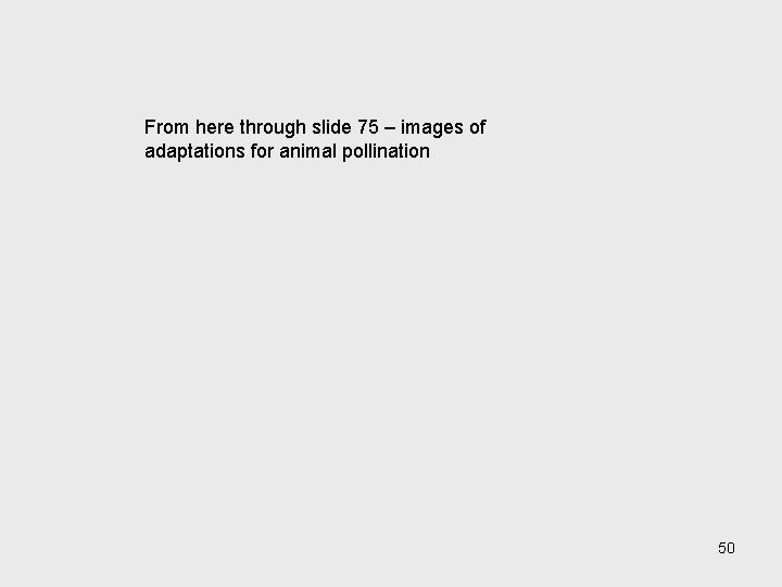 From here through slide 75 – images of adaptations for animal pollination 50 