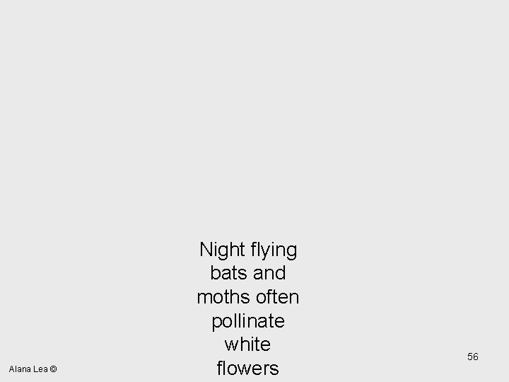 Alana Lea © Night flying bats and moths often pollinate white flowers 56 