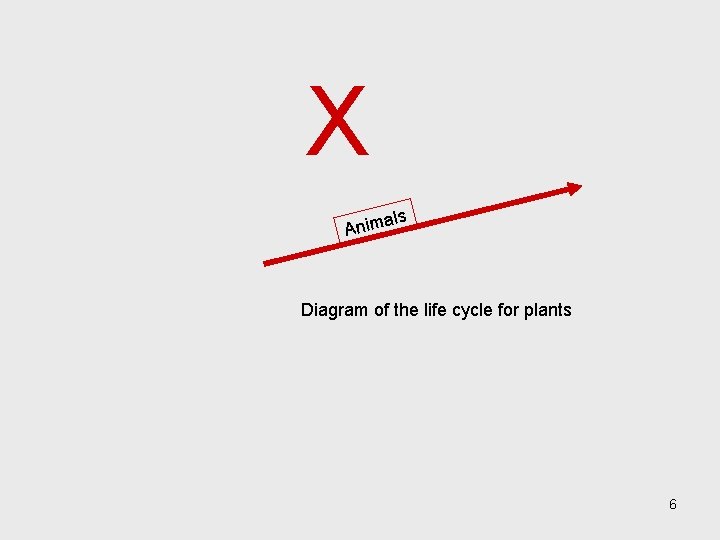 X ls a Anim Diagram of the life cycle for plants 6 
