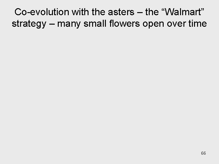 Co-evolution with the asters – the “Walmart” strategy – many small flowers open over