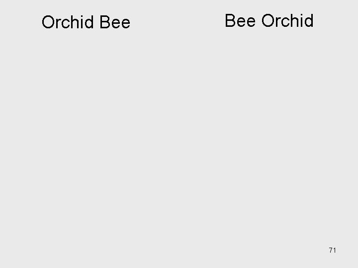 Orchid Bee Orchid 71 