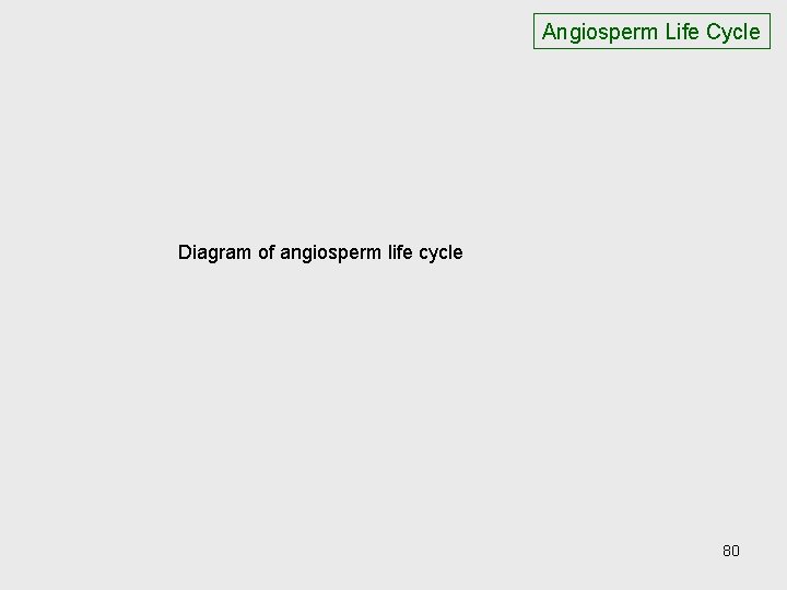 Angiosperm Life Cycle Diagram of angiosperm life cycle 80 