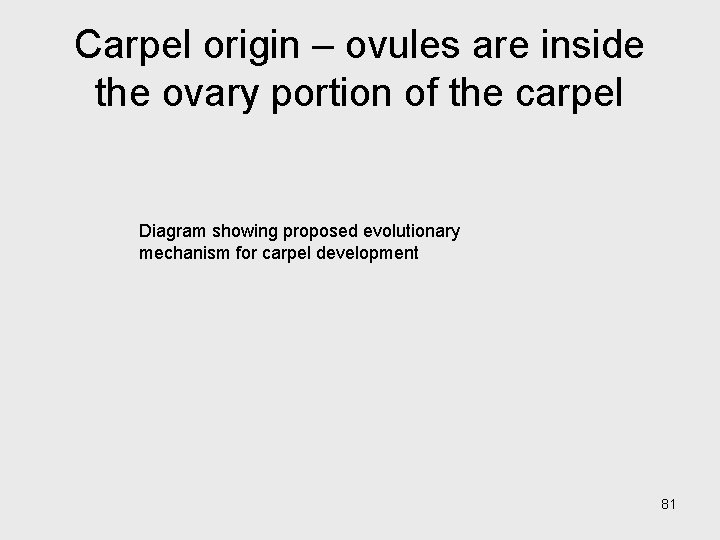 Carpel origin – ovules are inside the ovary portion of the carpel Diagram showing
