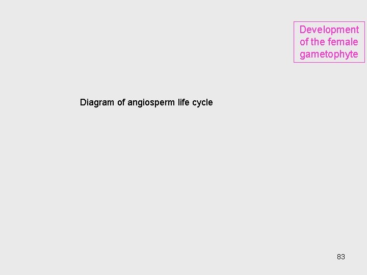 Development of the female gametophyte Diagram of angiosperm life cycle 83 