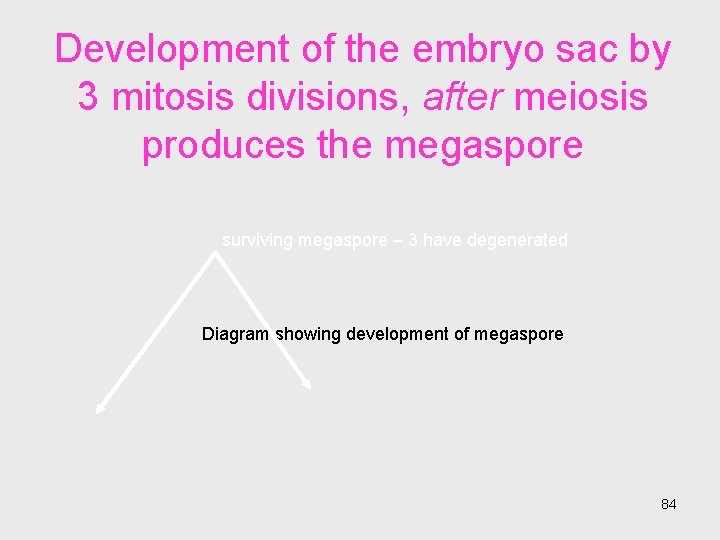 Development of the embryo sac by 3 mitosis divisions, after meiosis produces the megaspore