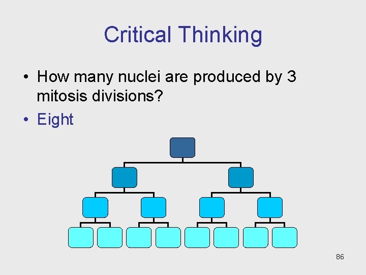 Critical Thinking • How many nuclei are produced by 3 mitosis divisions? • Eight