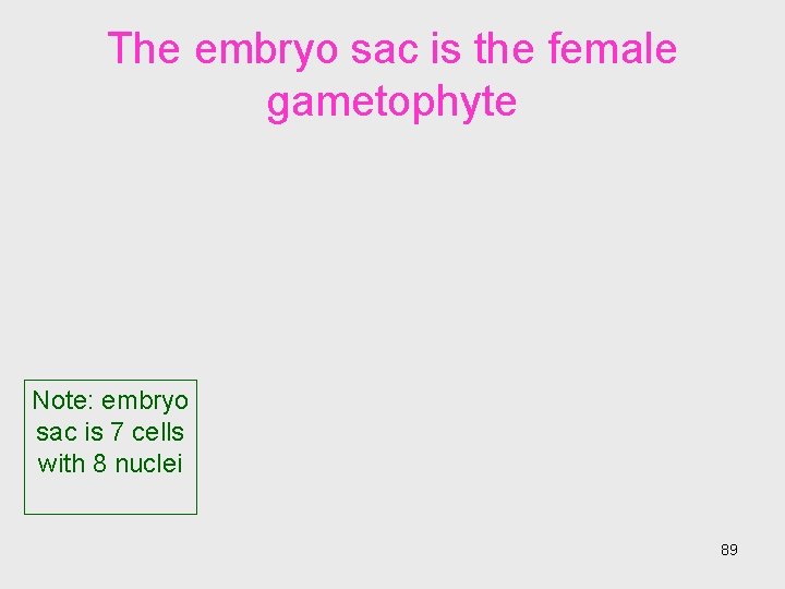 The embryo sac is the female gametophyte Note: embryo sac is 7 cells with