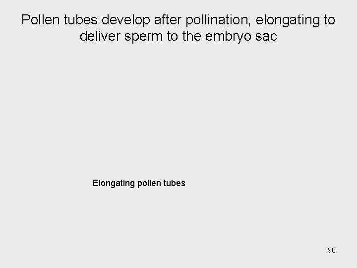 Pollen tubes develop after pollination, elongating to deliver sperm to the embryo sac Elongating